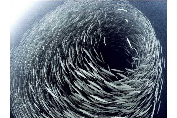 It´s a black hole of fish