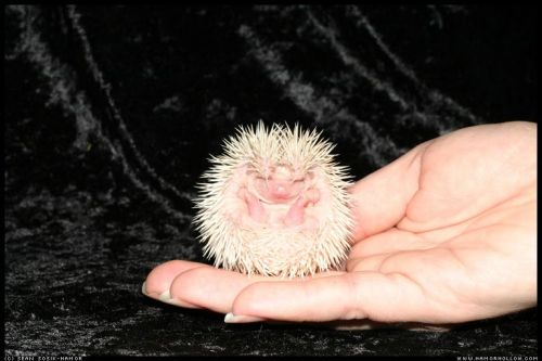 Funny looking little fella...little hedgehog