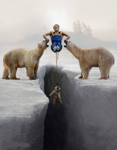 Polar bear rescue