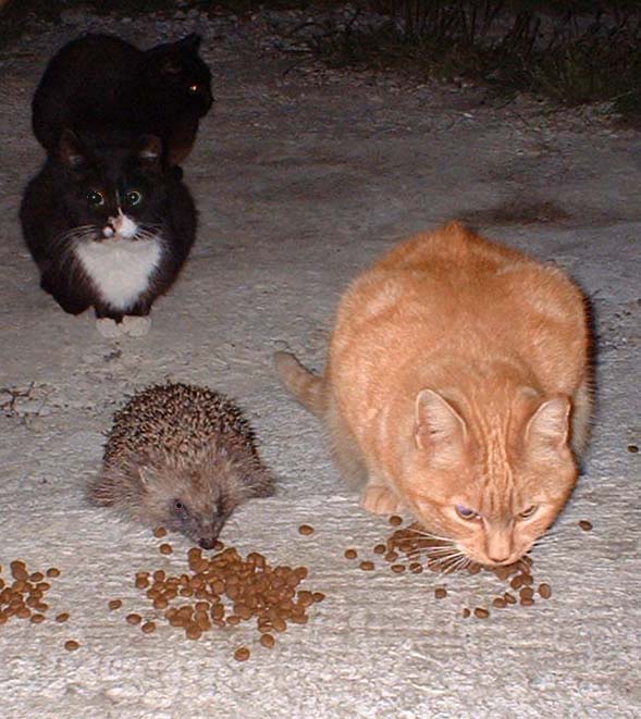 Hedgehog and Cats