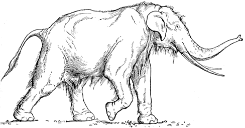 straight tusked elephant