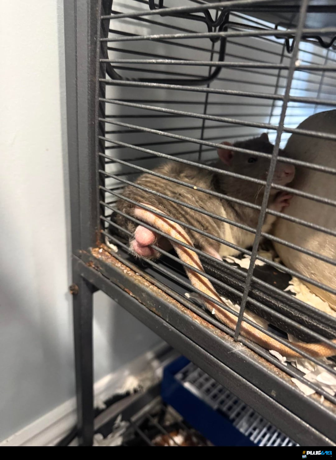 Ratballz