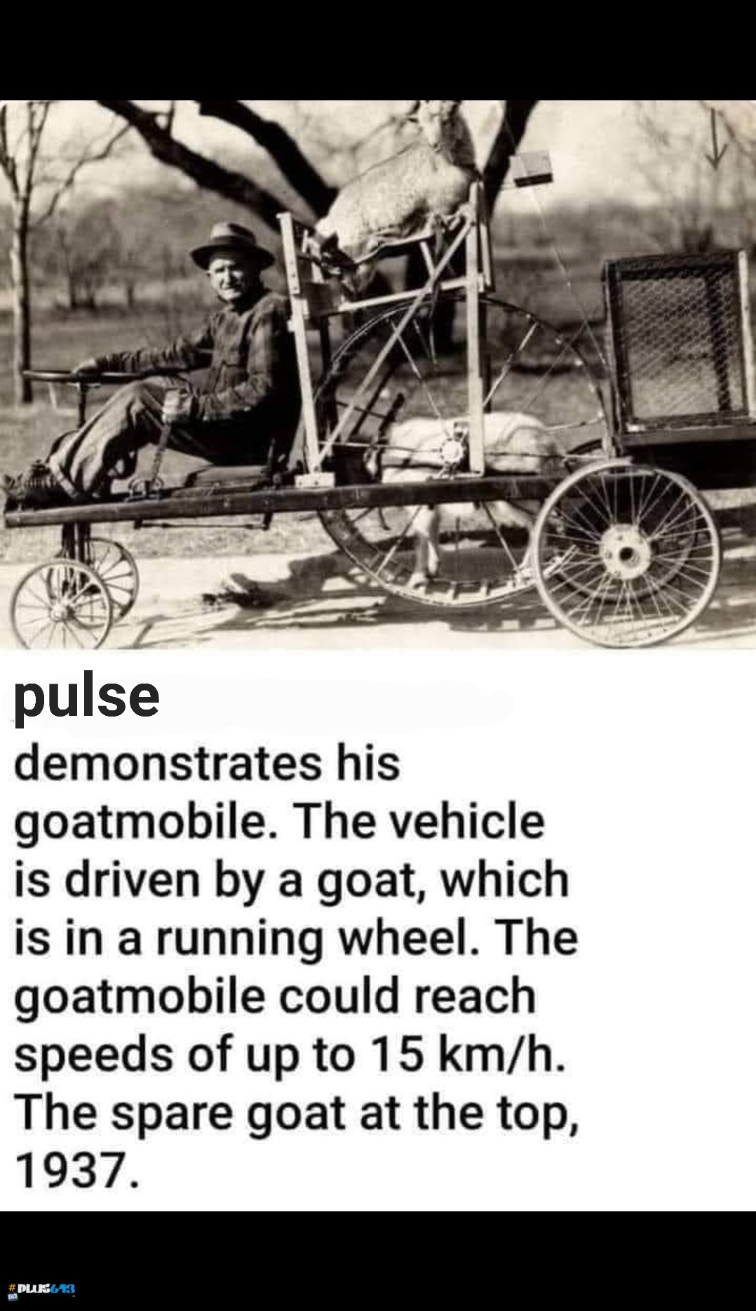 goat car