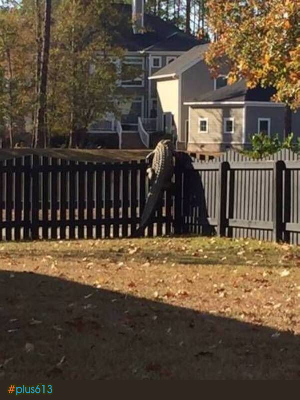 quasi why bother build a fence in Florida
