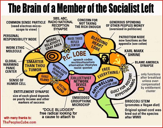 Socialist Left Brain