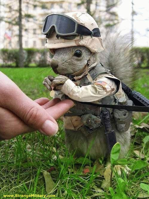 SQUIRREL JUST RE-UPPED FOR ANOTHER TOUR IN IRAQ