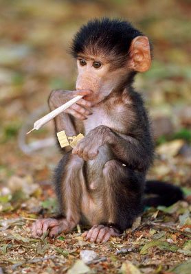 Smoking monkey