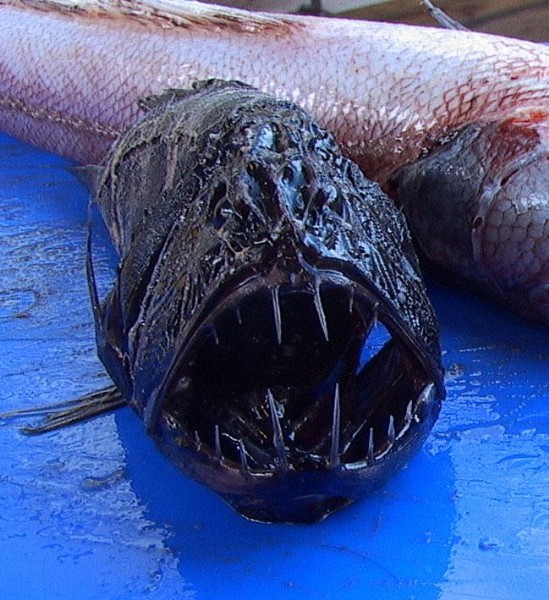 Fangtooth,washed up by tsunami