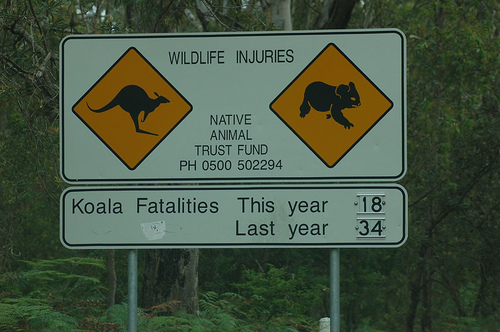 Aussie Wildlife