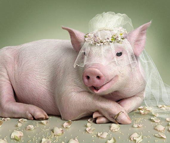 Pig-in Wedding Veil