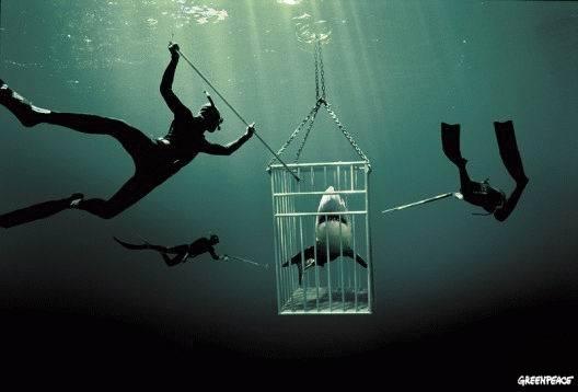 Shark cage
