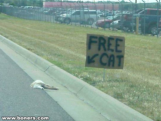 Free Cat!