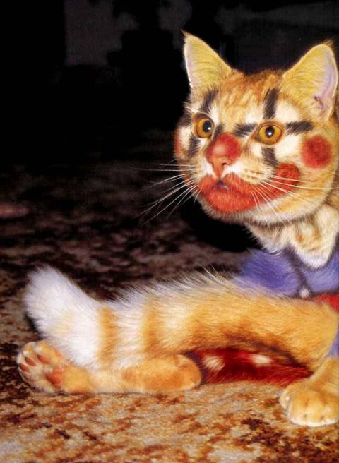 Painted cat