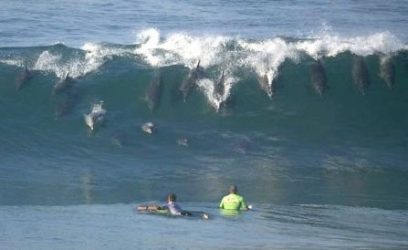 SURFING DOLPHINS