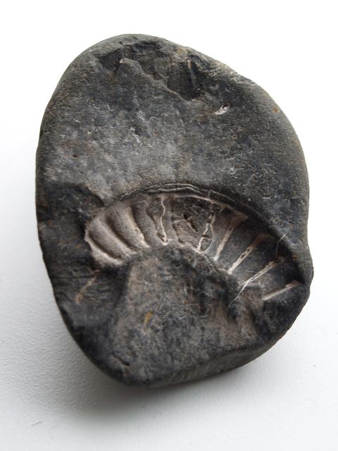 Fossil find 1