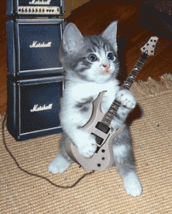rockin' cat