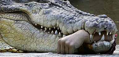 Crocodile with severed limb.