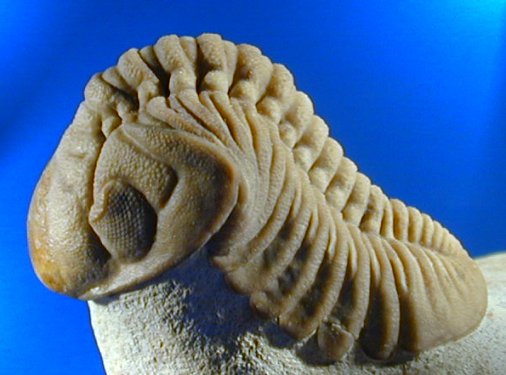 Reedops deckeri trilobite from Oklahoma with Crystal Eyes