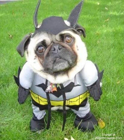 Now this is just messed up! Bat Dog