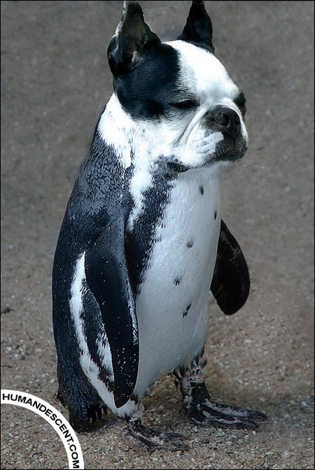 Boston Penguin