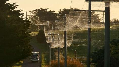 Webs in Ballarat