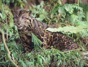 Bornean Leopard