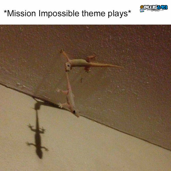 lizard impossible