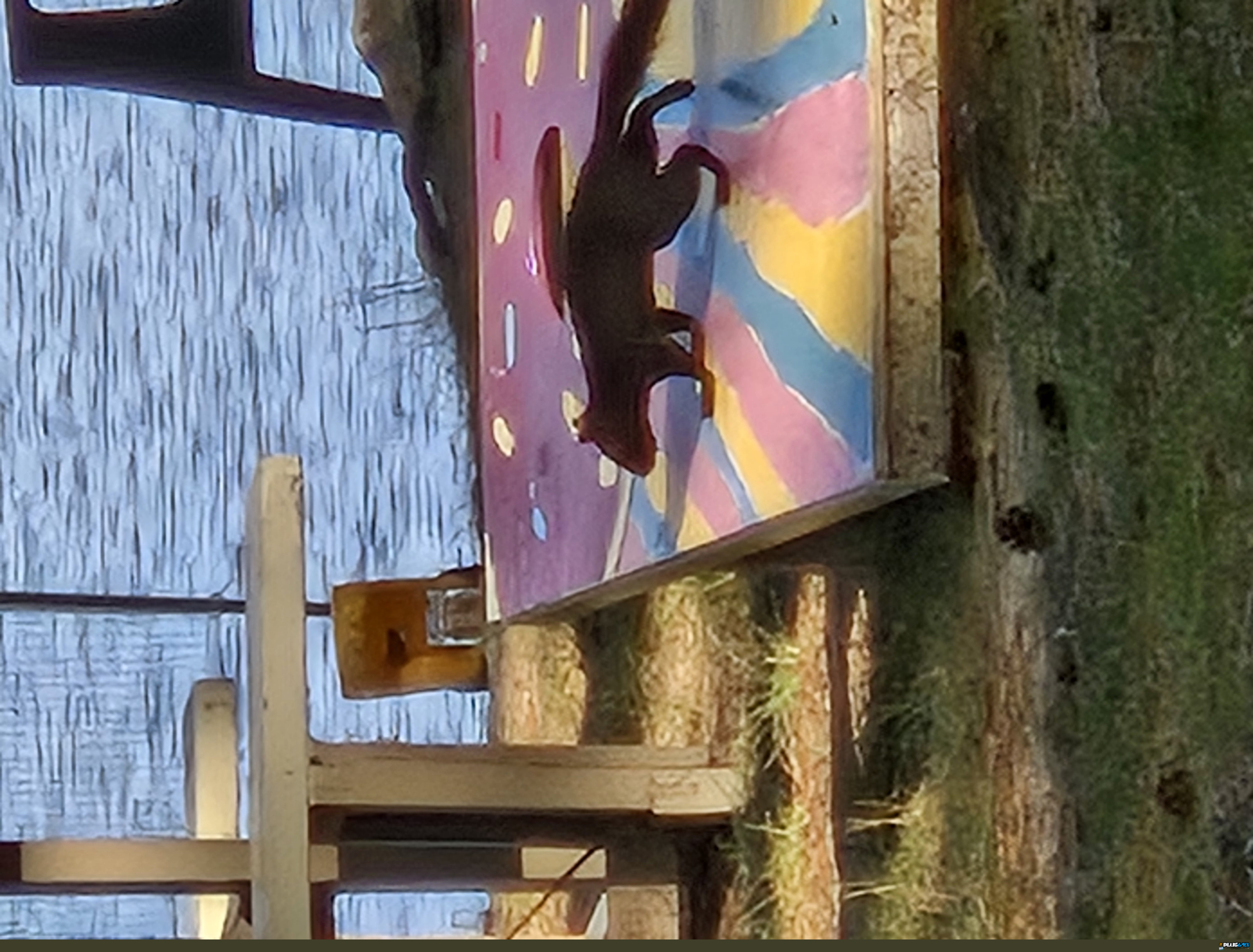 Black squirrels matter