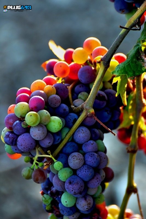 Rainbow grapes