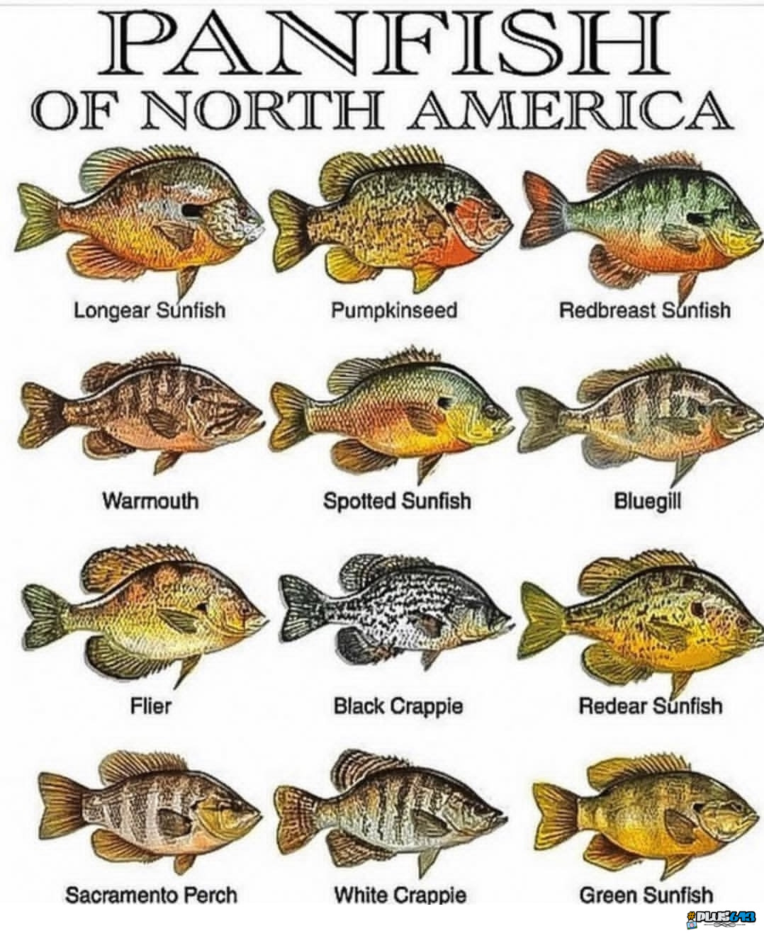 Panfish