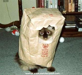 Thank God the cat is still in the bag