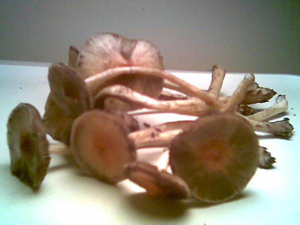 MAGIC mushrooms