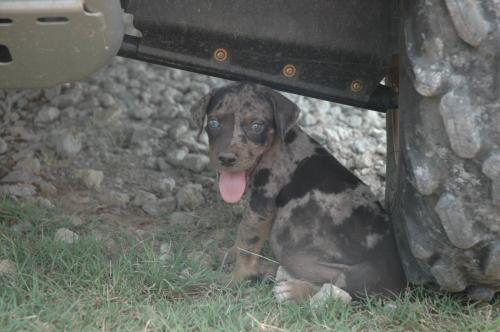 new Catahoula puppy at the ranch