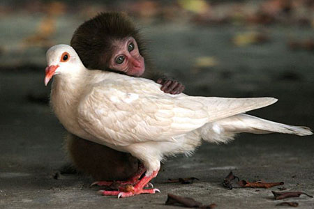 Monkey Pigeon Love