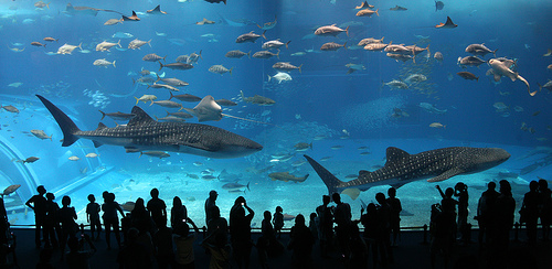 Whale Sharks Okinawa Churaumi Aquarium