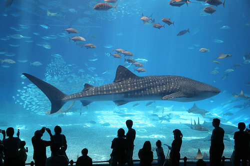 Whale Shark, Okinawa Churaumi Aquarium