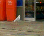 seagull shoplifter