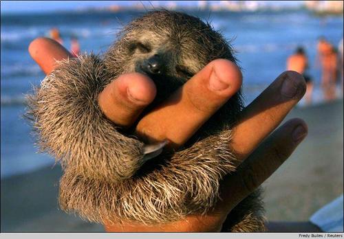 Sloth Baby