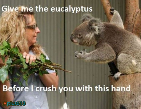 Koalas are cute