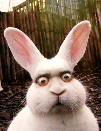 Rabbit Eyes is watching you.