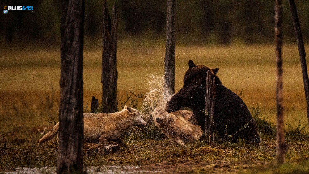Bear punches a wolf trying to steal his food in Finland