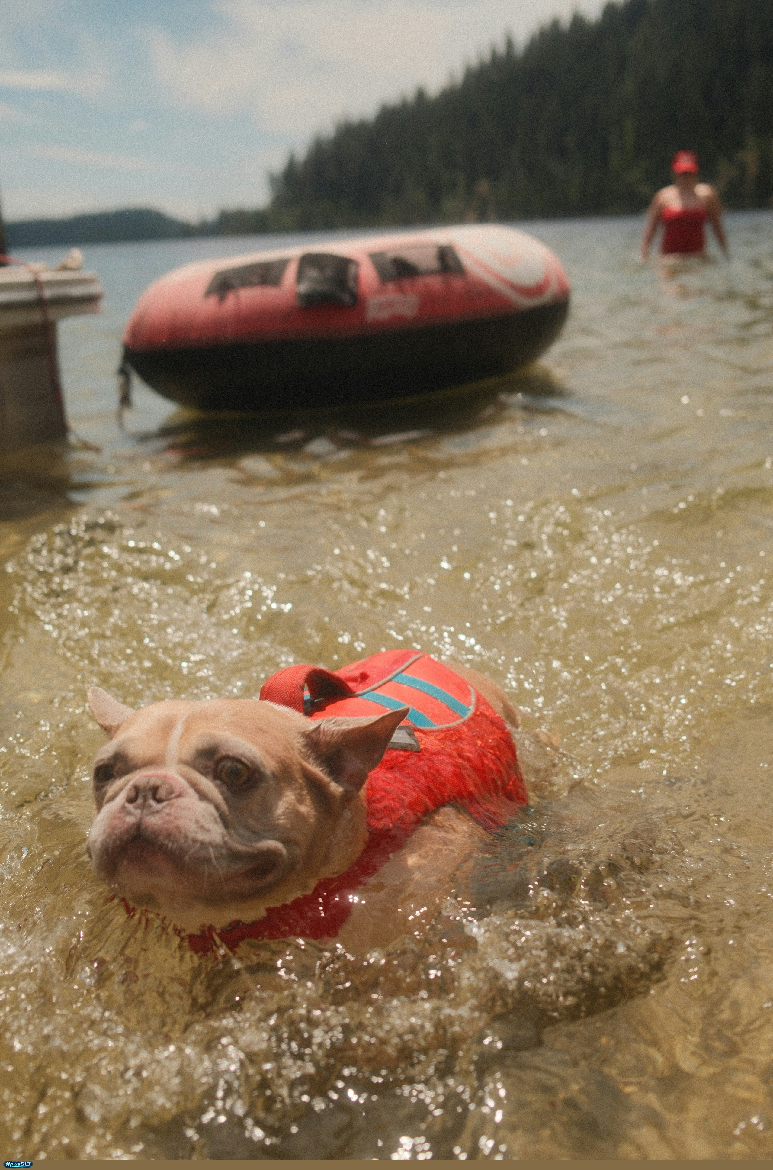 French bulldog swimming in mccall lake by Karsten Winegeart