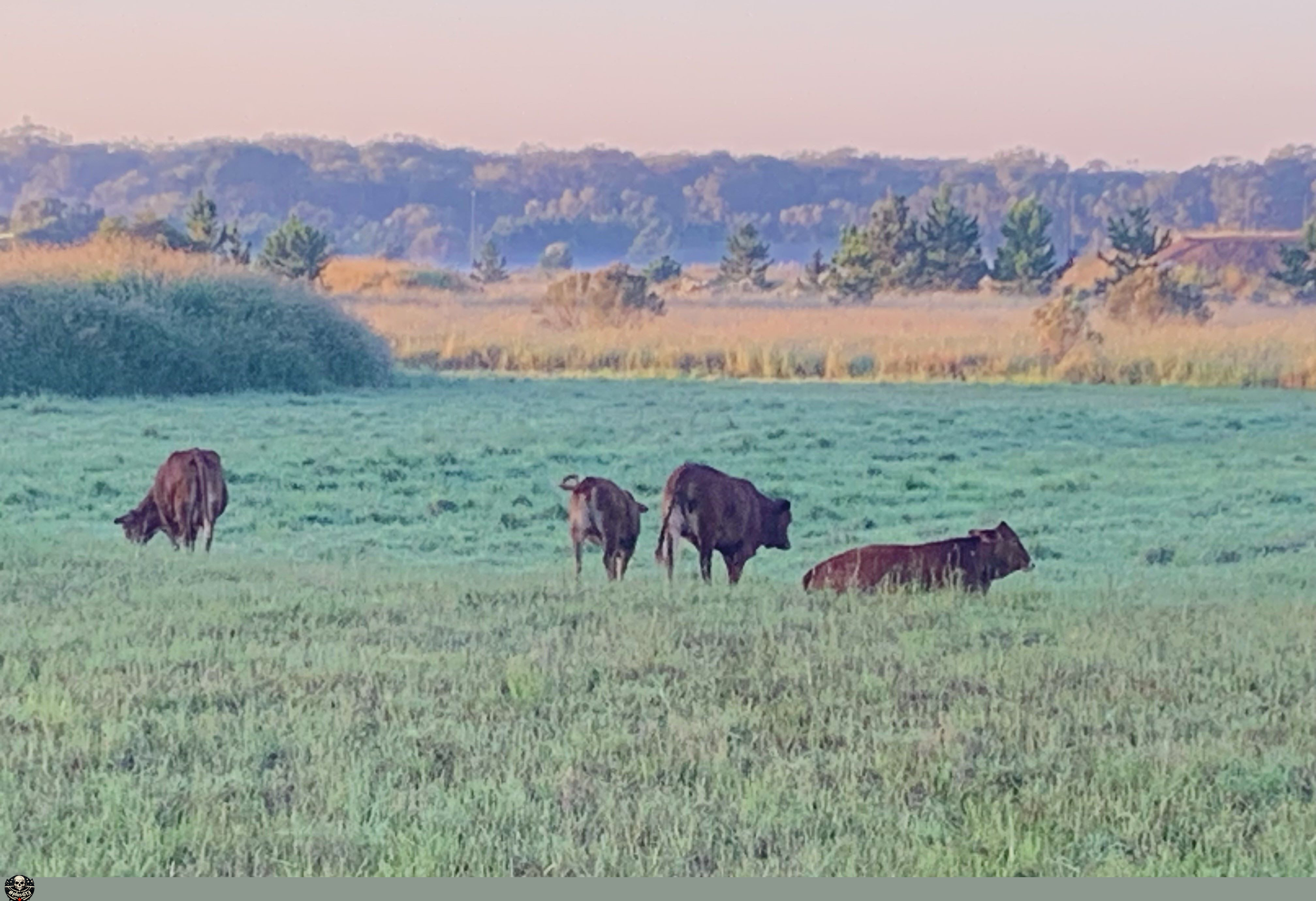 lazy cows