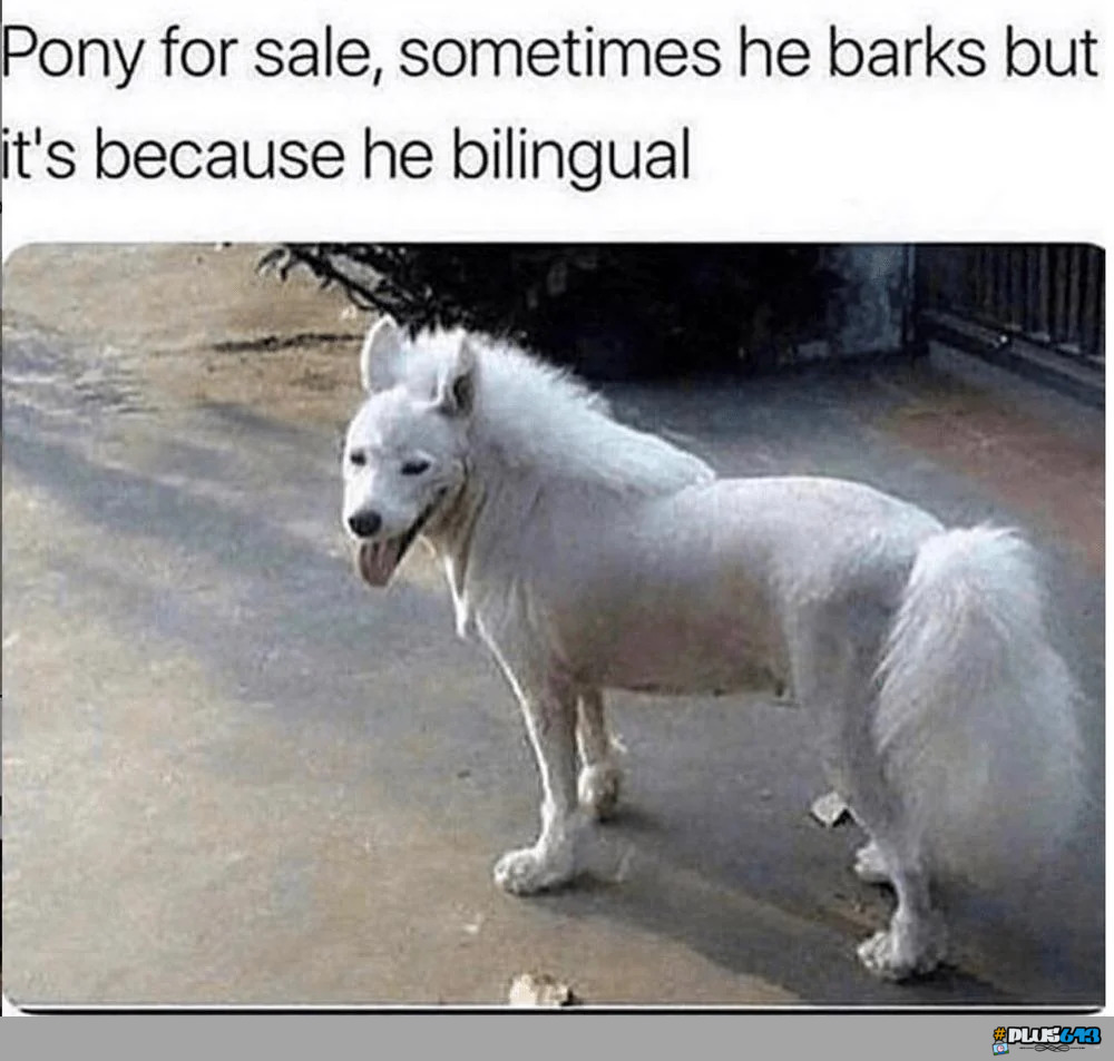 Buy me a pony