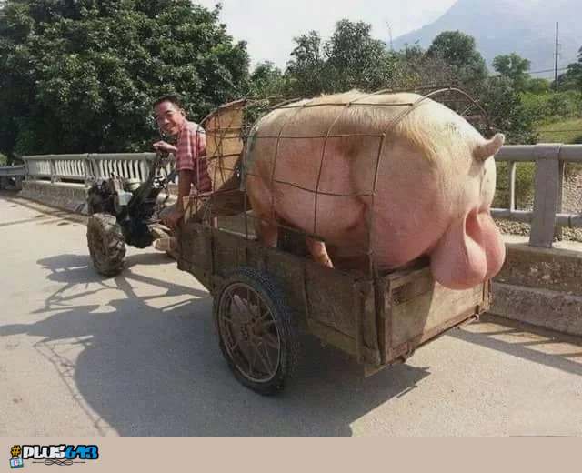 this little piggy went to market 