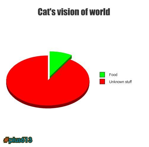 what cats see