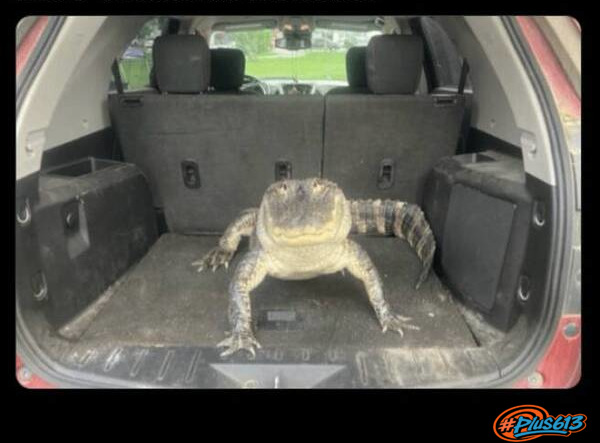 quasi car alarm
