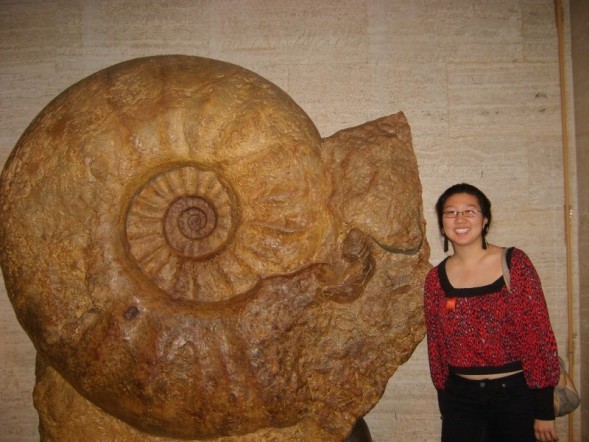 Worlds largest known ammonite
