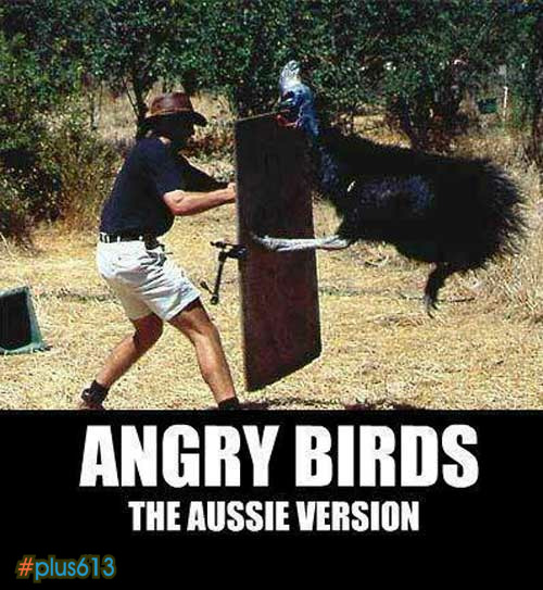Angry birds