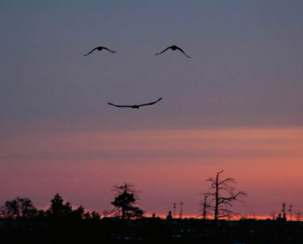 Bird smile